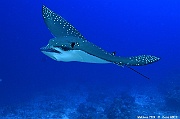 Aetobatus ocellatus raie aigle tachetee-Maldives Kandhooma thila-15m-20240427-da-DSC_7433_tn